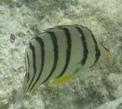 Chaetodon octofasciatus