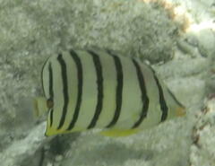 Chaetodon octofasciatus