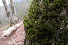 Forsstroemia trichomitria