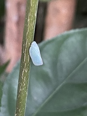 Flatormenis proxima