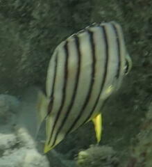 Chaetodon octofasciatus