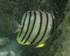 Chaetodon octofasciatus