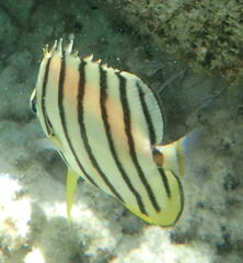 Chaetodon octofasciatus