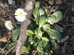 Bellis perennis