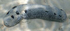 Holothuria atra