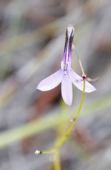 Lobelia barkerae