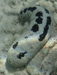 Holothuria atra