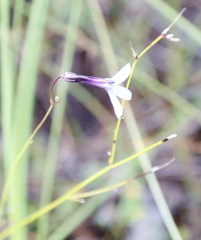 Lobelia barkerae