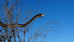 Dispholidus typus typus