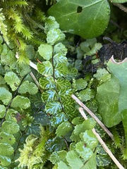 Asplenium trichomanes