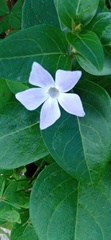 Vinca difformis