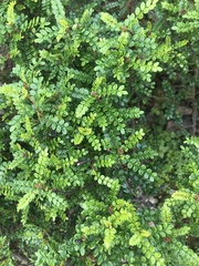 Zanthoxylum beecheyanum