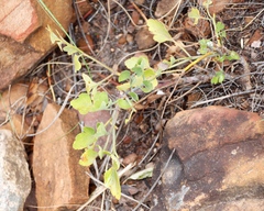 Notobubon galbanum