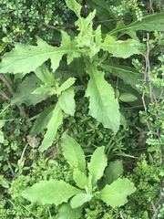 Senecioninae