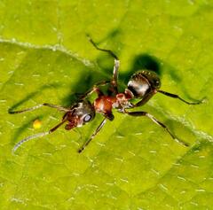 Formica rufibarbis
