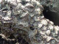 Saccostrea