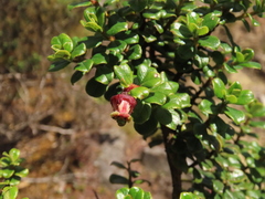 Escallonia myrtilloides