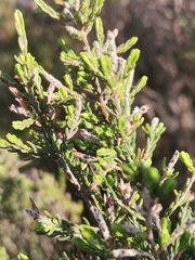 Passerina