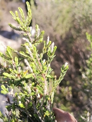 Passerina