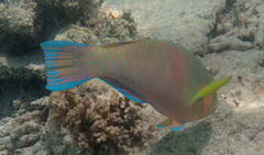 Scarus rivulatus