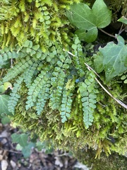 Asplenium trichomanes