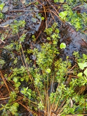 Proserpinaca pectinata