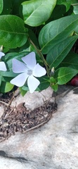 Vinca difformis