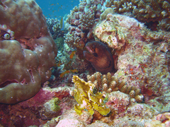 Gymnothorax breedeni