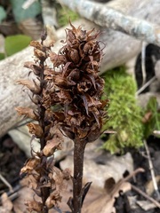 Orobanche
