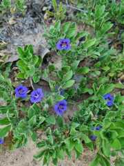 Aptosimum procumbens