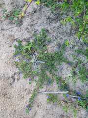 Aptosimum procumbens