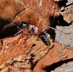 Camponotus ligniperda