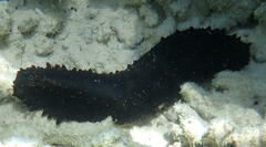 Stichopus