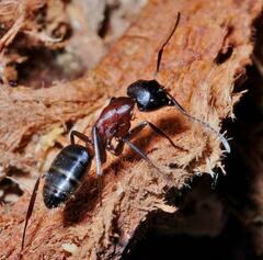Camponotus ligniperda