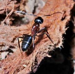 Camponotus ligniperda