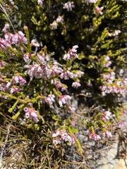 Erica verecunda