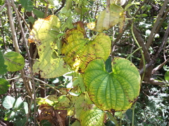 Dioscorea maciba