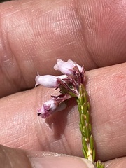 Erica verecunda