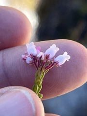 Erica verecunda