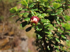 Escallonia myrtilloides