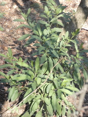 Solanum pseudocapsicum