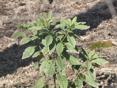 Solanum pseudocapsicum