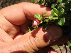 Escallonia myrtilloides