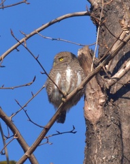 Glaucidium cuculoides