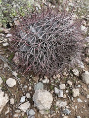 Ferocactus emoryi