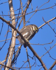 Glaucidium cuculoides