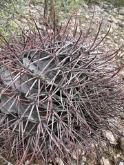 Ferocactus emoryi