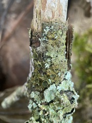 Melanohalea exasperata