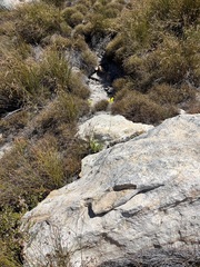 Othonninae