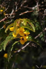 Chamaecrista glandulosa